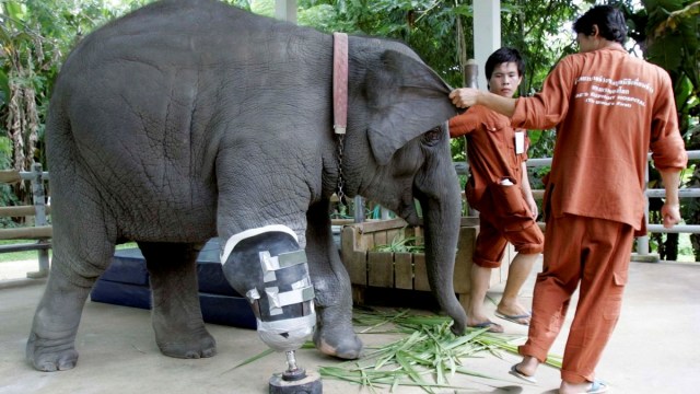 Gajah di Friend of the Asian Elephant Hospital (Foto: Flickr / ICBL   )