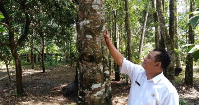 Mengenal Kayu Gaharu, Kayu Mahal Asli Indonesia yang Mendunia (2)