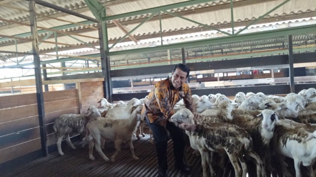 Launching ekspor perdana domba ke Malaysia. (Foto: Ela Nurlaela/kumparan)