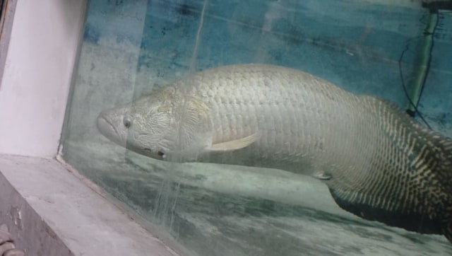 Ikan Arapaima gigas. (Foto: Helmi Afandi Abdullah/kumparan)