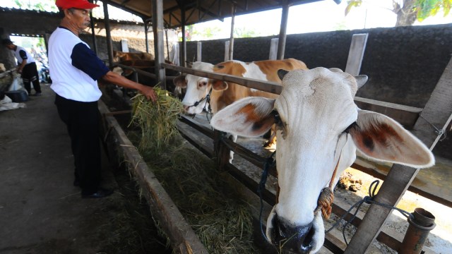 Pekerja memberi makanan sapi di peternakan sapi Foto: ANTARA FOTO/Aloysius Jarot