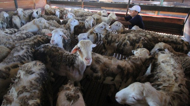 Pekerja memeriksa sejumlah domba di peternakan (Foto: ANTARA FOTO/Aloysius Jarot)