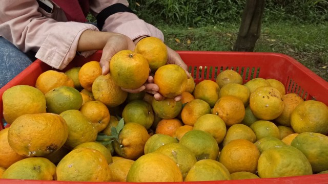 Ada Jeruk Yang Bisa Panen 5 Kali Dalam Setahun Di Malang