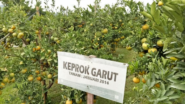 Jeruk yang ada di Balai Penelitian Jeruk (Foto: Ela Nurlaela/kumparan)