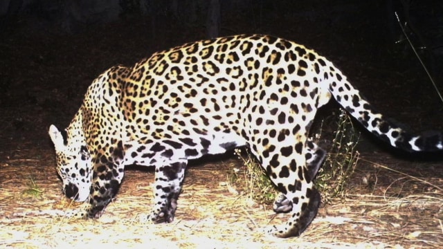 Jaguar Yo'oko di Amerika Serikat (Foto: Fort Huachuca)