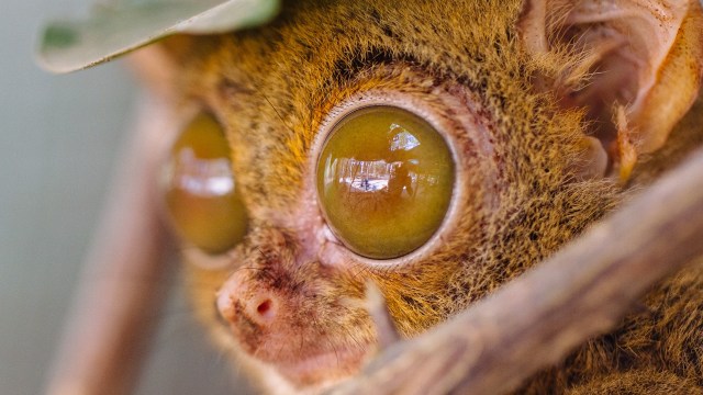 Tarsius Belitung (Foto: Flickr/Ananggadipa Raswanto)