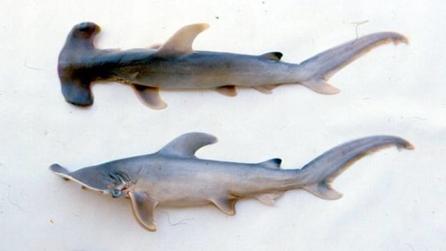 Ilustrasi hiu martil yang mati (Foto: Apex Predators Program, NOAA/NEFSC via Wikimedia Commons)