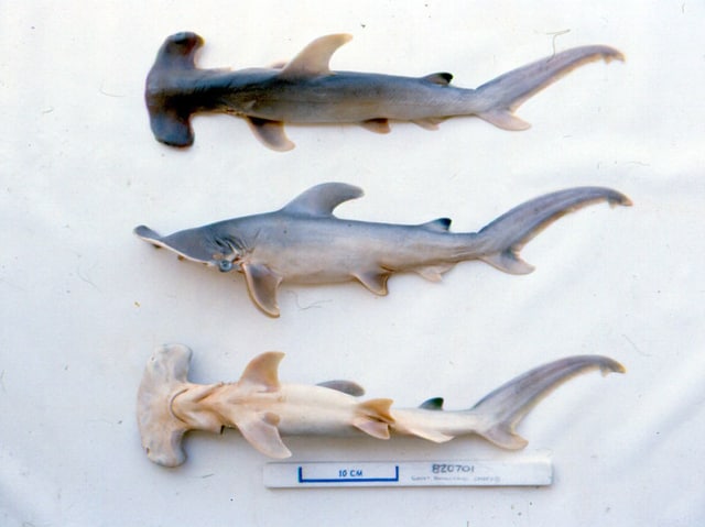Ilustrasi hiu martil yang mati (Foto: Apex Predators Program, NOAA/NEFSC via Wikimedia Commons)