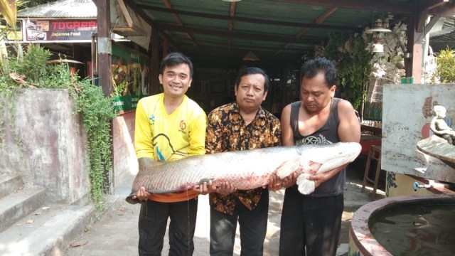 Nelayan Temukan Ikan Predator Arapaima di Sungai Rolak Surabaya (Foto: Istimewa)
