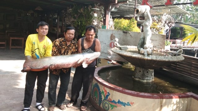 Lagi, Nelayan Temukan Ikan Predator Arapaima di Sungai Rolak Surabaya (1370975)