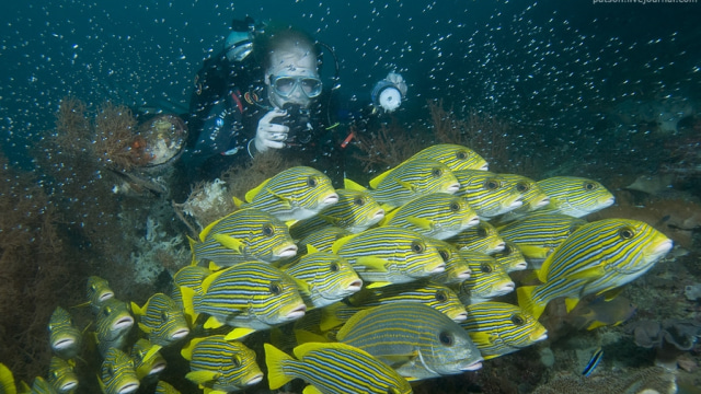 Kecantikan Raja Ampat bisa kamu lihat saat menyelami perairan, yang menawarkan pemandangan menakjubkan dengan flora dan fauna terlengkap di dunia.
(Foto: dok : Flickr / Alexander Safanov)
