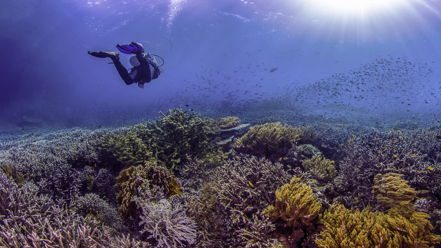 Para penyelam dari berbagai dunia rela datang untuk membutikan kekayaan bawah laut, mulai dari biotanya yang melimpah hingga cantiknya terumbu karang.  (Foto: dok : Flickr / Michael Rubenstein)