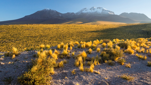 Pagi di Gurun Atacama (cover). (Foto: Flickr/Dean Treszie)