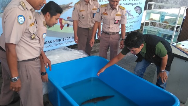 Penyerahan ikan berbahaya di Badan Karantina Ikan, Pengendalian Mutu dan Keamanan Hasil Perikanan (BKIPM) Yogyakarta. (Foto: Arfiansyah Panji/kumparan)
