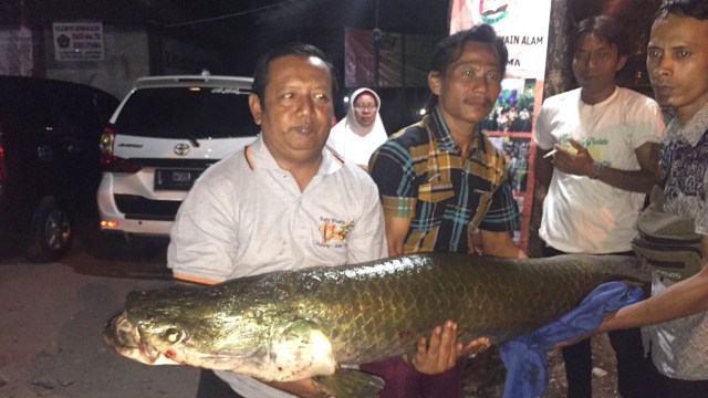 Sudah 18 ekor ikan Araipama ditemukan. (Foto:  Phaksy Sukowati/kumparan)