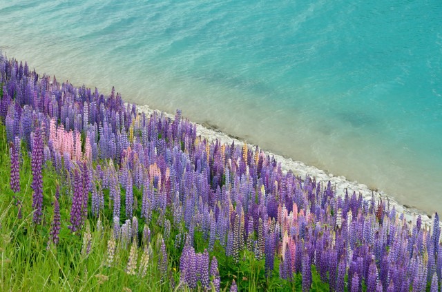 Hamparan Bunga Lupin di Danau Tekapo (Foto: Flickr / Tristan Schmurr)