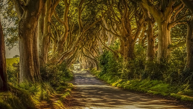 The Dark Hedges (Foto: Flickr/Joan Carlos Doria)