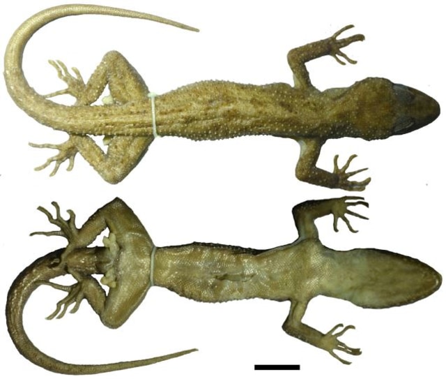 Cyrtodactylus tanahjampea (Foto: Dok. A. Riyanto)