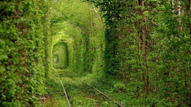 Tunnel of Love, Ukraina (Foto: Wikimedia Commons)