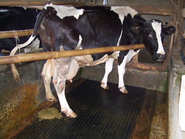 Sapi Bisa Buang Air Besar Sampai 15 Kali Sehari