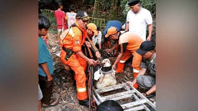 Evakuasi buaya di Cipayung (Foto: Instagram/@humasjakfire)