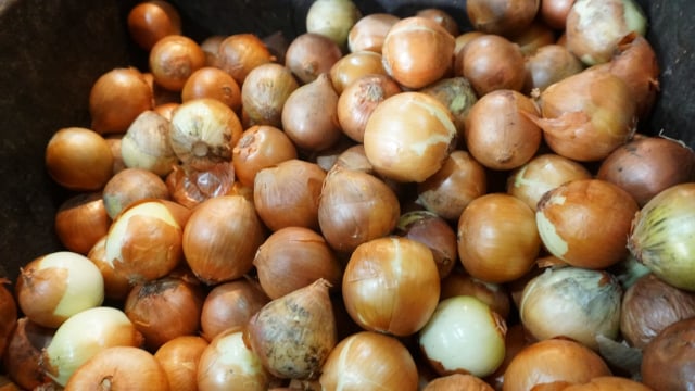 Ilustrasi bawang bombay Foto: Helmi/kumparan