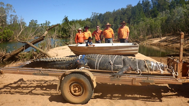 Buaya seberat 600 kilogram ditangkap di Australia  (Foto: Facebook/Northern Territory Parks and Wildlife)