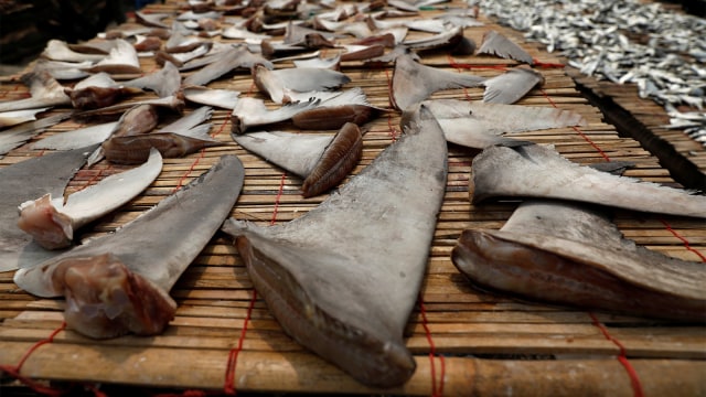 Sirip ikan hiu yang dikeringkan di kawasan Kalibaru Jakarta. (Foto: REUTERS / Beawiharta)