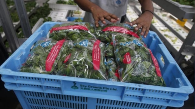 Petugas mengemas hasil sayuran dari kebun vertikal di Singapore (Foto: Reuters//Edgar Su)