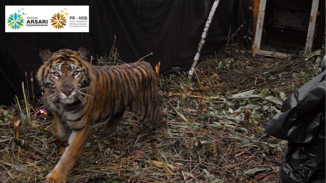 Setelah berhasil di rehabilitasi di Pusat Rehabilitasi Harimau Sumatera Dharmasraya (PR HSD), harimau dikembalikan ke alam liar. (Foto: Dok. Arsari)