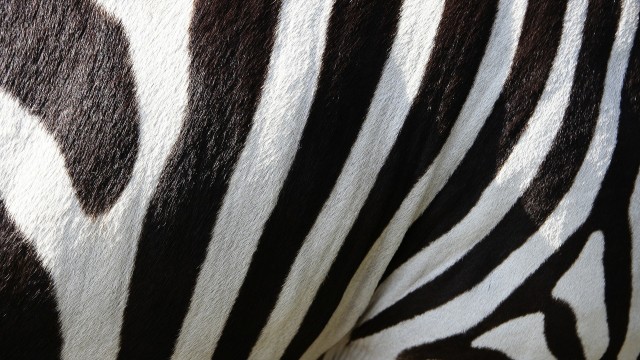 Belang zebra. (Foto: Kalahari via pixabay)