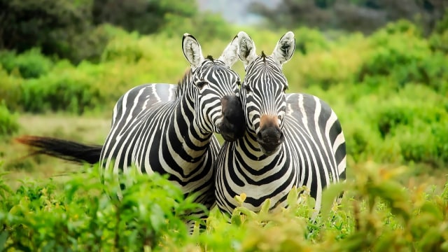 Sepasang zebra. Foto: 12019 via pixabay