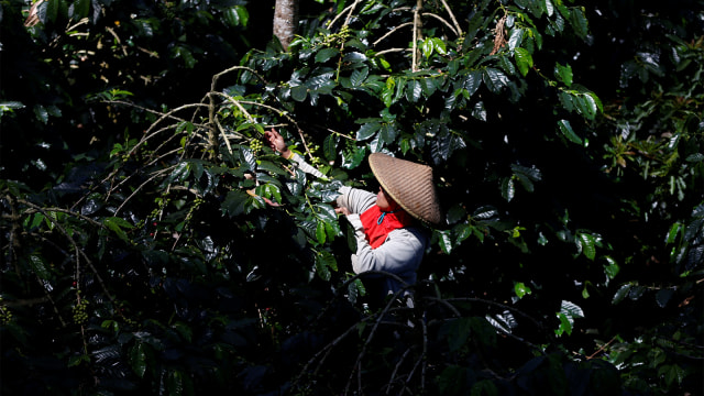 Pekerja mengambil buah kopi arabika di perkebunan kopi, Pangalengan, Jawa Barat. Foto: REUTERS / Darren Whiteside