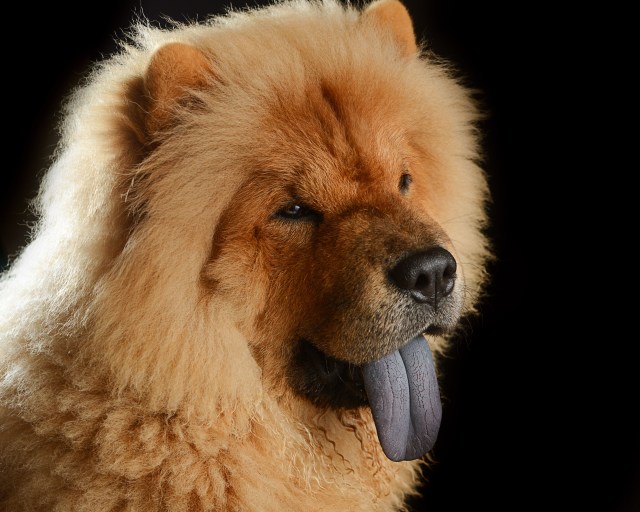 21+ Anjing chow chow download