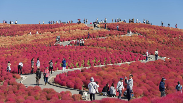 Menyusuri Hamparan Bunga Di Hitachi Seaside Park Jepang