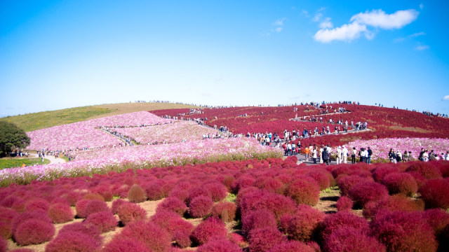 Cantiknya Karpet Bunga di Hitachi Seaside Park. (Foto: Flickr / Shin K)