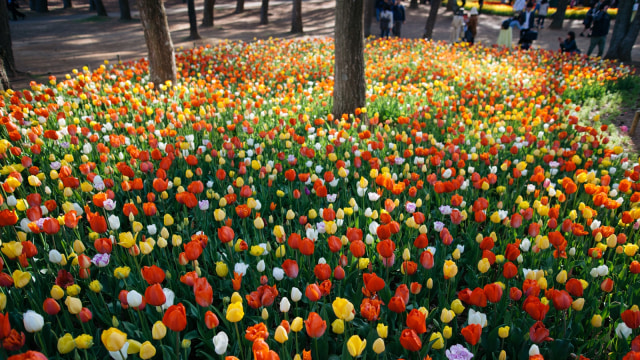 Bunga Tulip di Hitachi Seaside Park. (Foto: Flickr / Toshiaki NANBA)