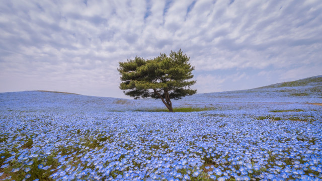 Bunga Nemophilia di Hitachi Seaside Park. (Foto: Flickr / Agustin Rafael Reyes)