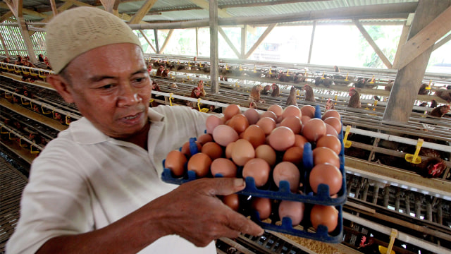 Peternak memanen telur ayam yang siap dijual di kawasan Cibinong, Bogor. (Foto: ANTARA FOTO/Yulius Satria Wijaya)