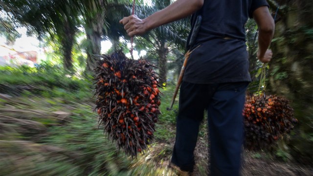 Ilustrasi perkebunan kelapa sawit Foto: ANTARA FOTO/Raisan Al Farisi
