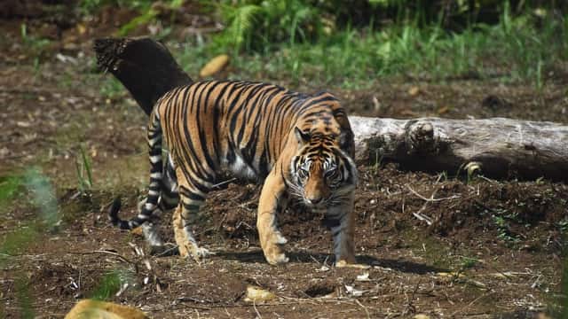 BKSDA Lepasliarkan Seekor Harimau Betina Sumatera 