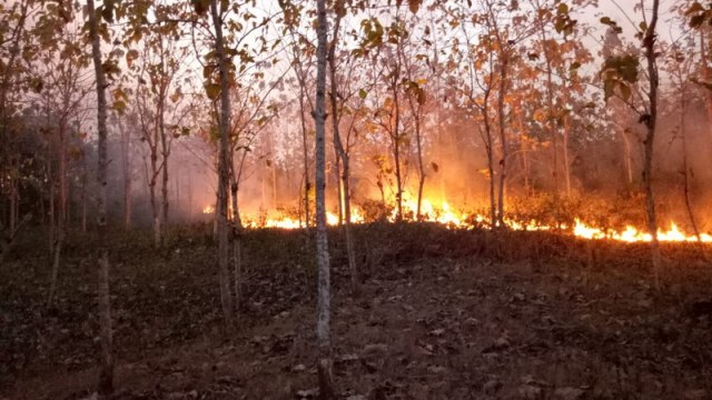 Kebakaran Hutan Kembali Terjadi di Bojonegoro