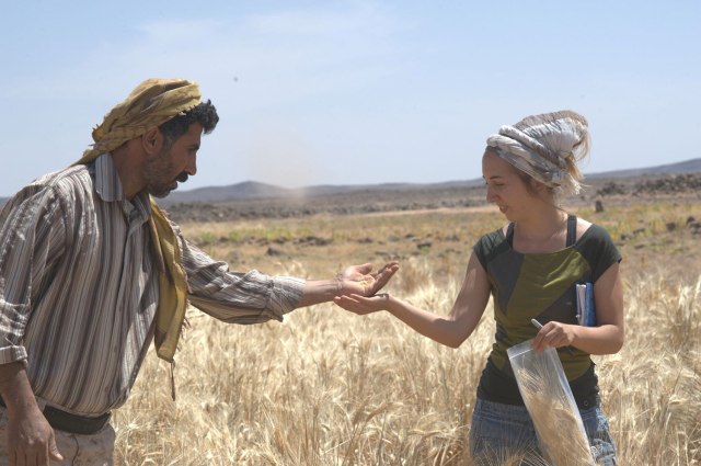 Arranz-Otaegui, and Shakaiteer saat mengumpulkan gandum. (Foto: Joe Roe/Handout via REUTERS)