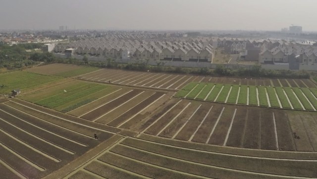 Suasana sawah di Rorotan, Cilincing, Jakarta Utara. (Foto: Jamal Ramadhan/kumparan)