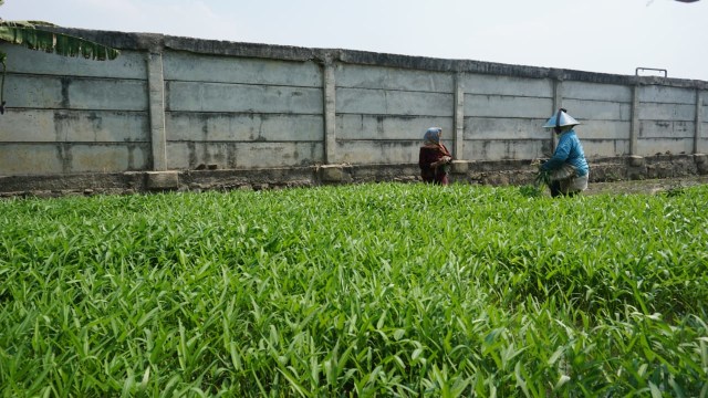 Petani membajak sawah di Rorotan, Cilincing, Jakarta Utara. (Foto: Jamal Ramadhan/kumparan)