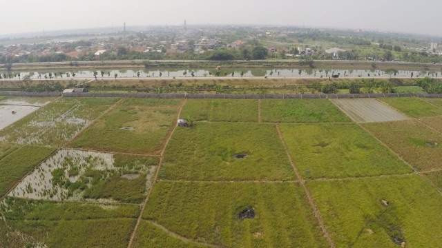 Suasana sawah di Rorotan, Cilincing, Jakarta Utara. (Foto: Jamal Ramadhan/kumparan)