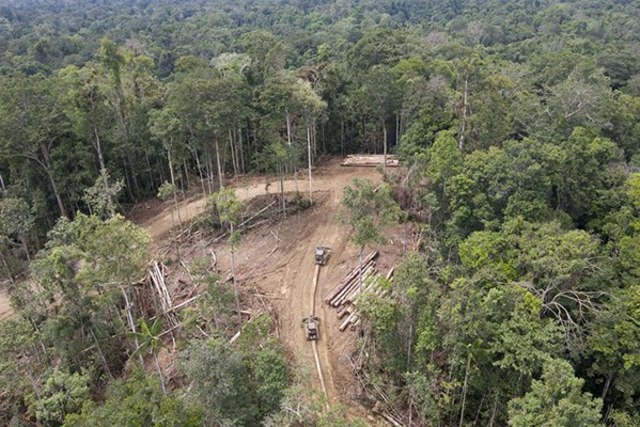 Penebangan Hutan di Cagar Alam Cyclop Terus Terjadi 