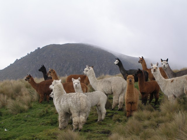 Alpaca Dapat Mati Karena Kesepian