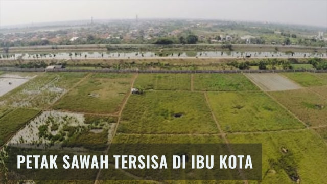 Petak sawah tersisa di Ibu Kota (Foto: Jamal Ramadhan/kumparan)