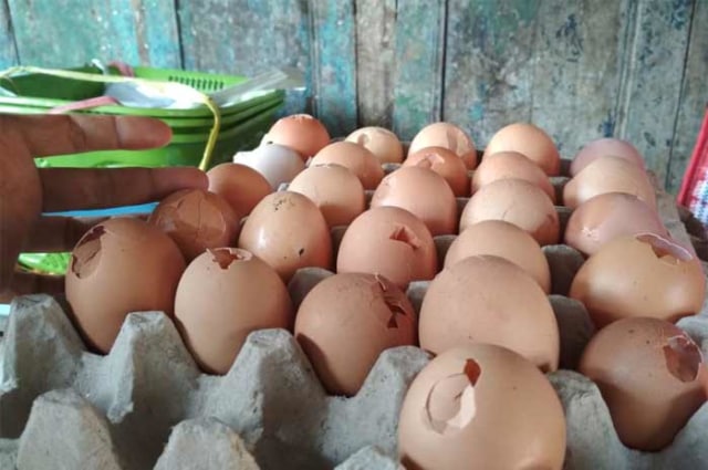 Harga Telur Ayam Meroket Konsumen Beralih Ke Telur Bentesan 5745